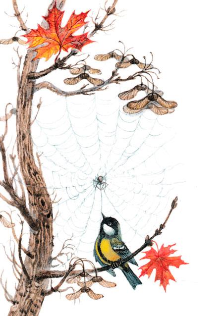 Паучок и синичка