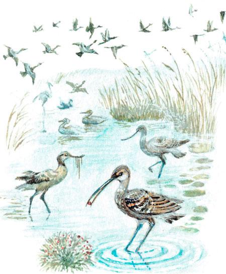 Кулики в воде