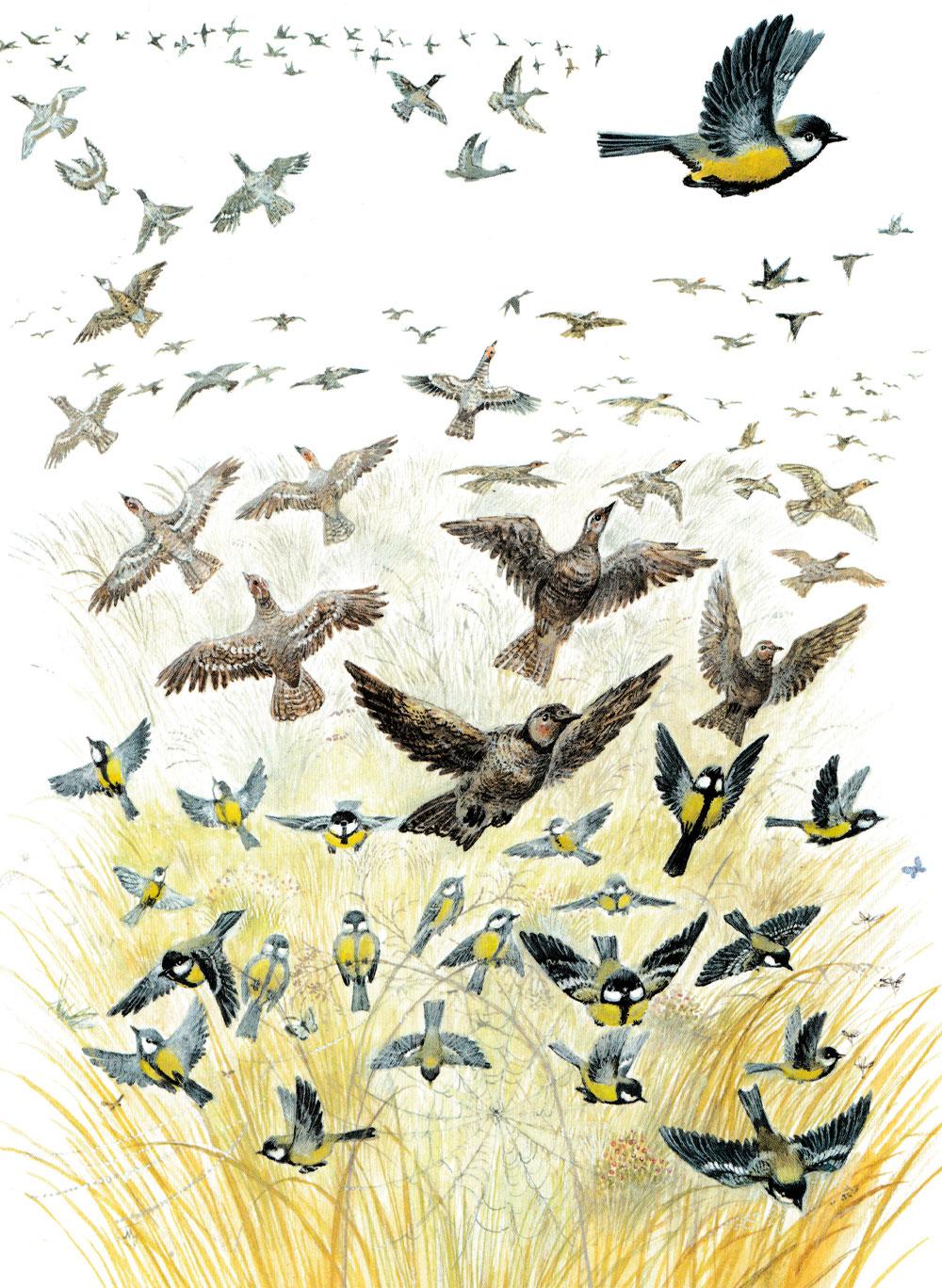 Куропатки улетают