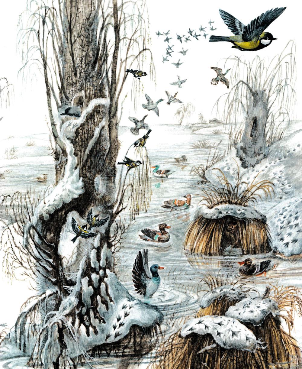 Утки на речке