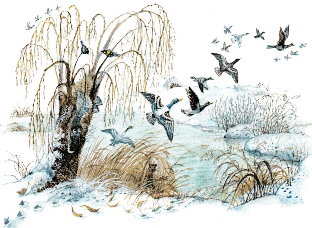 Утки улетают