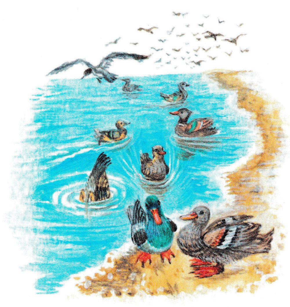 Утки в воде