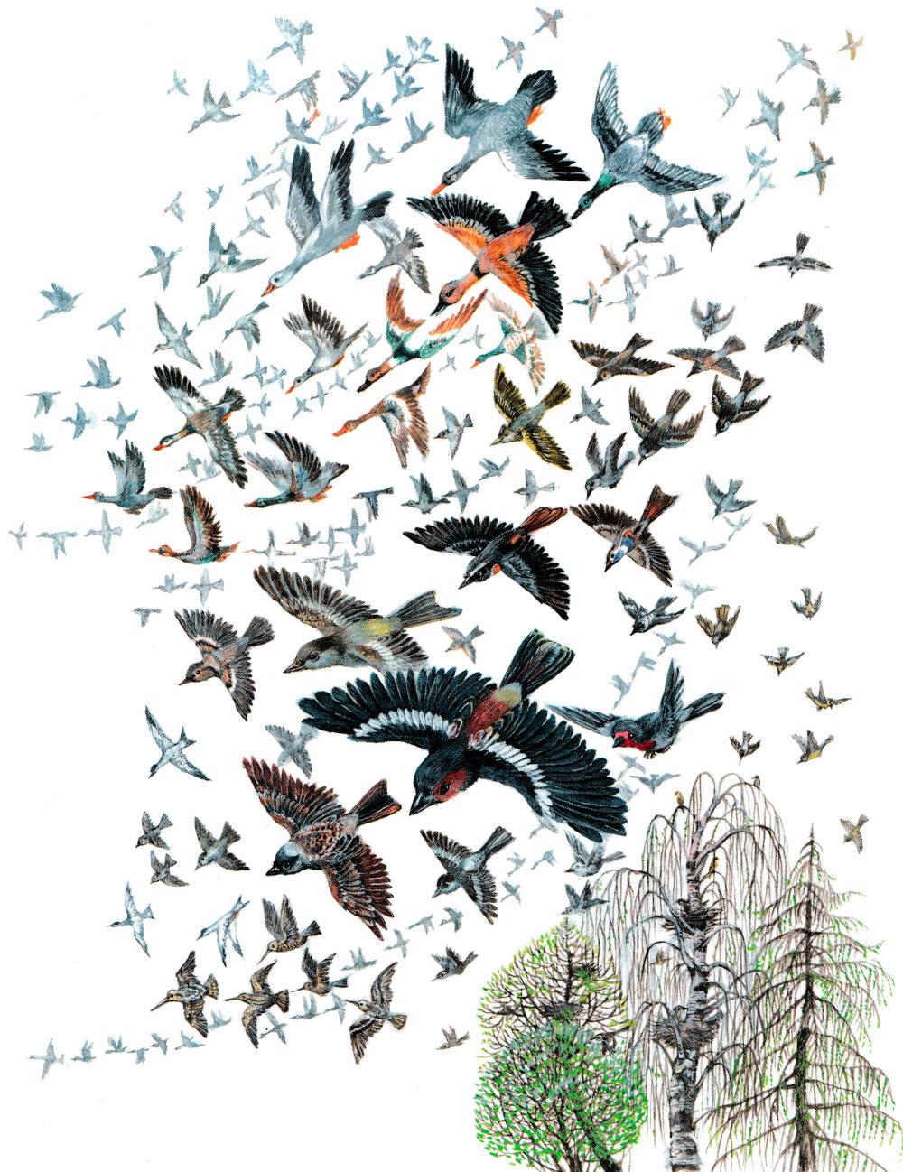 Птицы летят