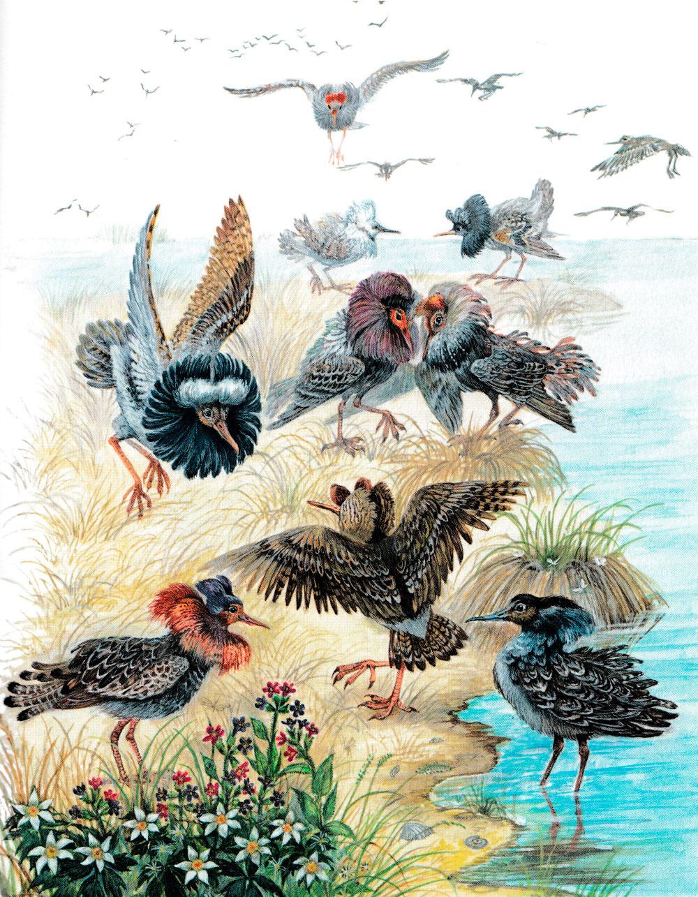 Птицы кулики на берегу