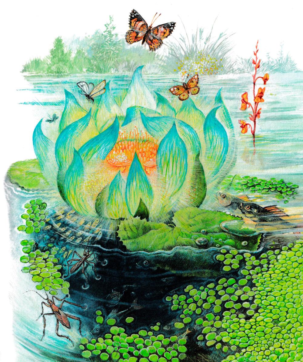 Зой и Зоя в кувшинке