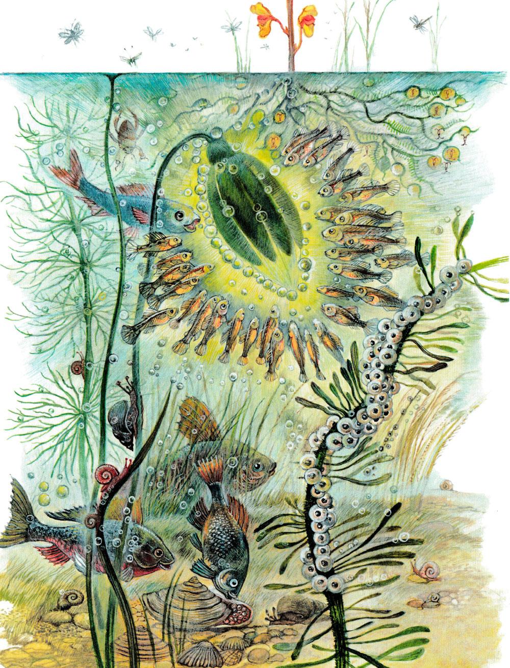 Подводный мир