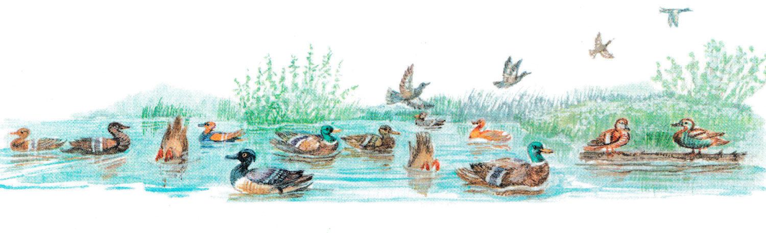 Утки плавают в воде