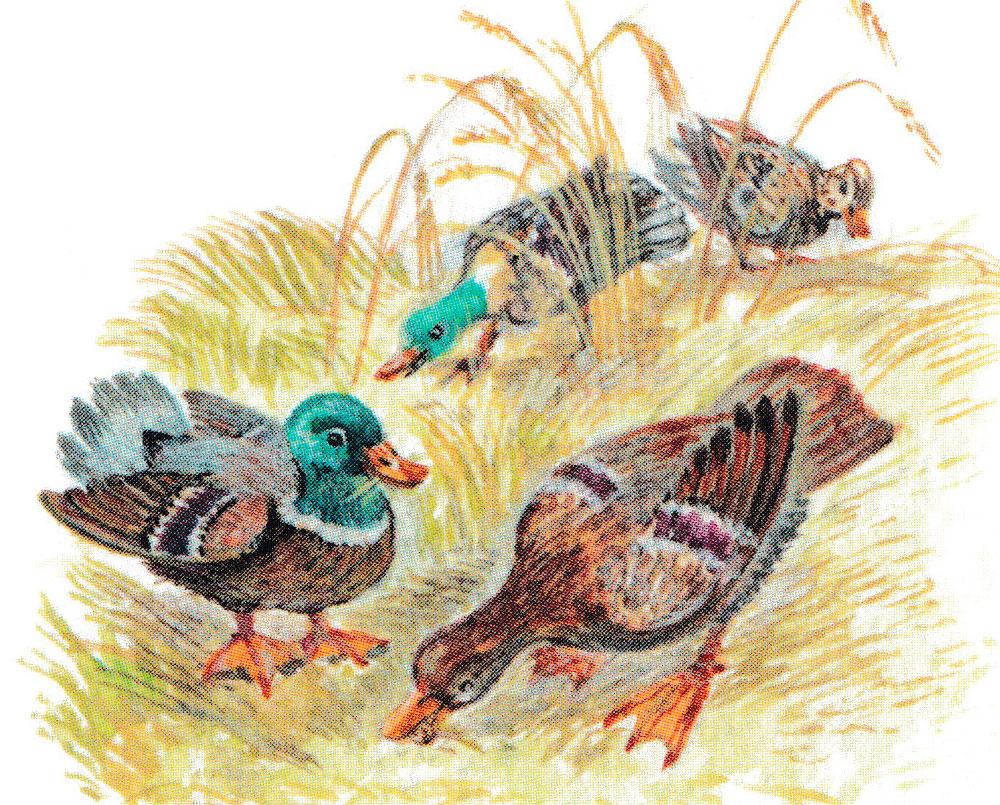 Утки клюют зерно