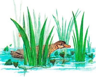 Утка в камышах