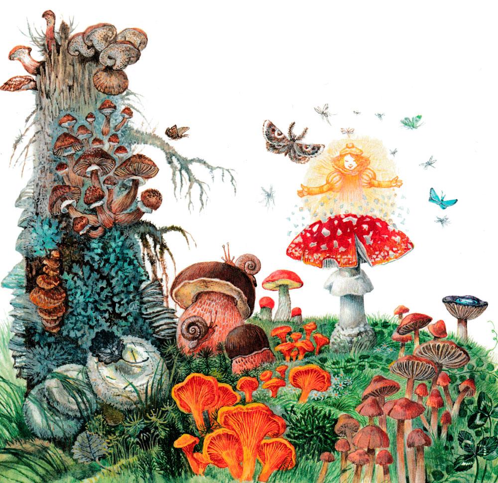 Полянка грибов