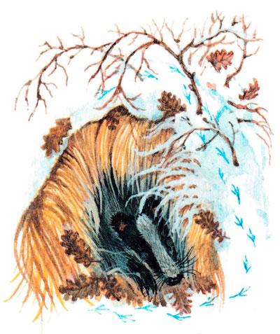 Барсук в норке