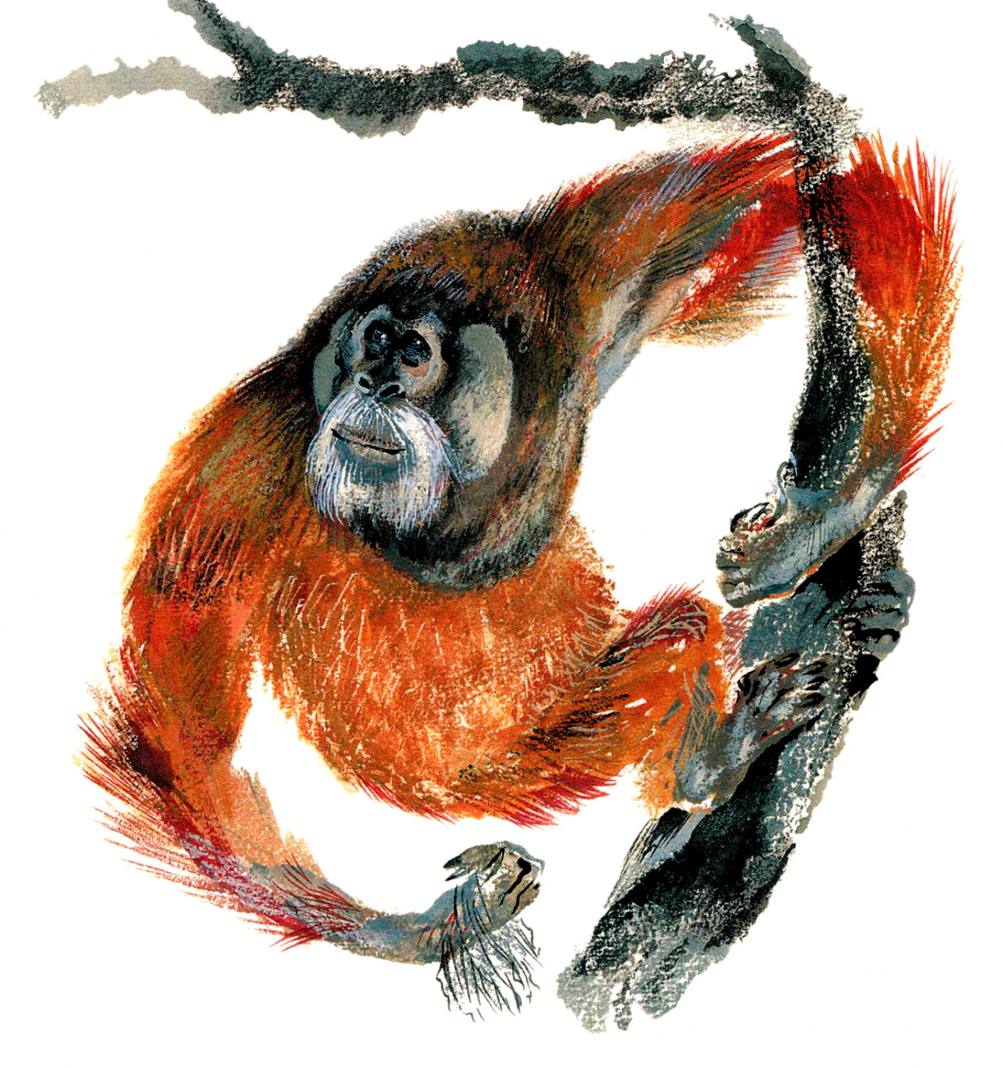 Обезьяна орангутанг