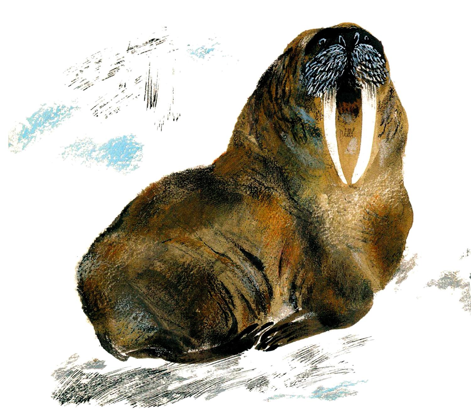 Морж с двумя клыками