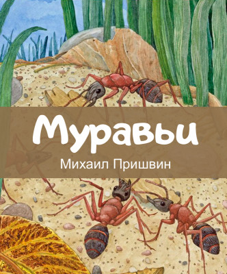 Муравьи