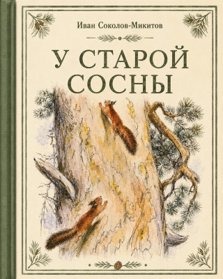 У старой сосны